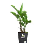 greensense aqua care quadrat 30cm holzkohlengrau